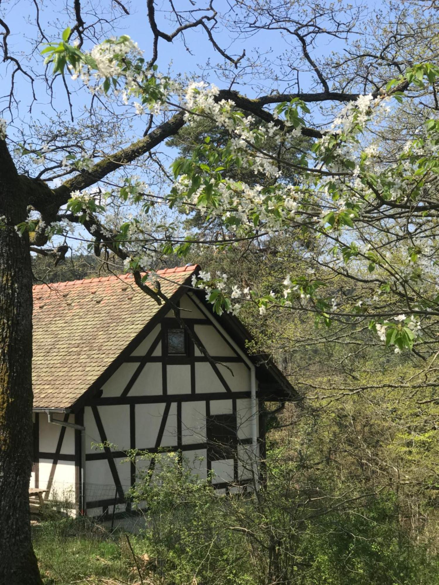 Logis Du Haut-Koenigsbourg Thannenkirch Zimmer foto